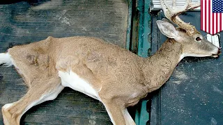 Chronic wasting disease: Scientists fear zombie deer disease might spread to humans - TomoNews