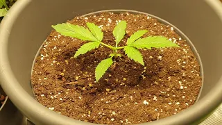 (Tag 14) Cannabis Pflanze Topping Gelato 33# Auto)Cannabis Experiment #cannabiskunst #Cannapeace