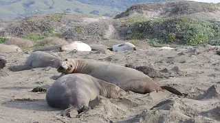 Female elephant seals - January 2022, San Simeon, California