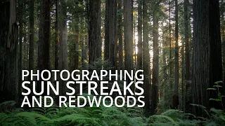 Sunbursts And Small Scenes | Redwoods Large Format Photography - Episode 2