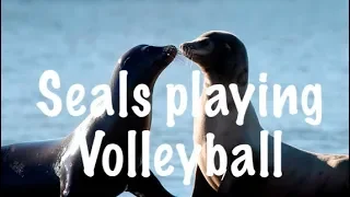 Sea lions | Seals playing volleyball | Shanghai Happy Valley