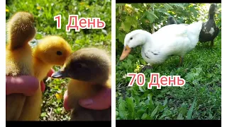 УТЯТА ПОРОДЫ "ФАВОРИТ"🦆 С 1-70 день РАСТУТ КАК НА ДРОЖЖАХ