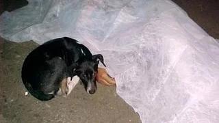 LOYAL DOG WONT LEAVE ITS DEAD OWNER ! (SADDEST VIDEO YOU WILL EVR SEE)