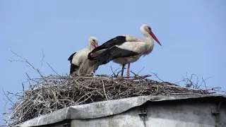 Семья аистов - Family of storks