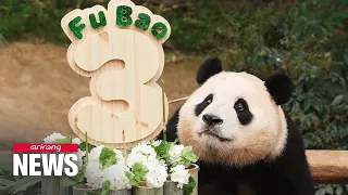 Fubao sensation and China's panda diplomacy