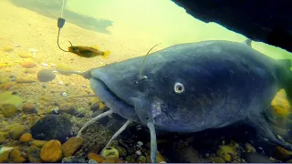 Bobber Fishing With Minnows For Catfish - Fish Eating Bait Underwater: Underwater Fish Bite | SFSC