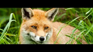 European Red Fox On Visit To Woodland In The Highlands Of Perthshire Scotland