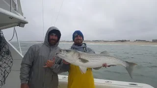 How to Catch Large Striped Bass Using Mojo Lures, Part 2.