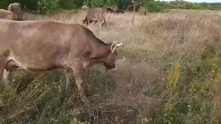 Лебединська порода корів