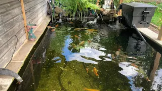 Epic crystal Clear Koi pond! **RUNNING 2021 OASE SCREENMATIC!!**