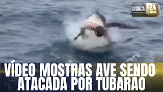 Vídeo mostra ave sendo atacada por tubarão branco