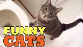 Funny Cats - A Funny Cat Videos Compilation 2016 [NEW HD]