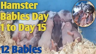 Syrian Hamster First Time Giving Birth with 12 Babies| Day 1 to Day 15🐹