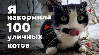 Русский Hello Street Cat или как я накормила 100 уличных котов !