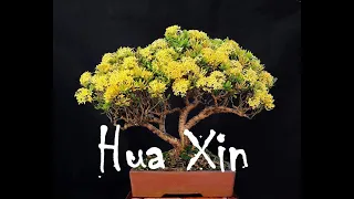 Hua Xin (The Flowery Heart) Wakin Chau 周華健