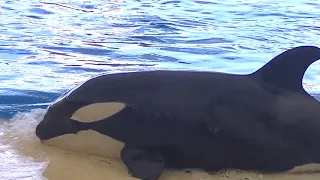 Rest in Peace little Angel Ula - August 10, 2021 -  Loro Parque, Tenerife Spain