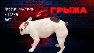 У Чарли грыжа | Первые симптомы | Лечить или оперировать?