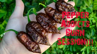 Pepper Addicts FB Group Live Burn Sesh!!! | Capsicum Connoisseurs