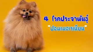 4 โรคประจำสายพันธุ์ของ "ปอมเมอเรเนียน"