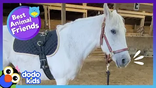 Sad Horse Needs A Dog Best Friend To Help Her Get Adopted | Best Animal Friends | Dodo Kids