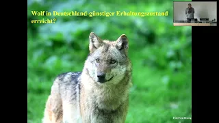 Wolf in Deutschland - günstiger Erhaltungszustand erreicht?