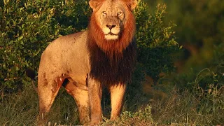 Male Lion Scarred and Limping From a Fight (Ncila)