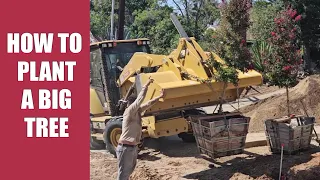 How to Plant a Big Tree