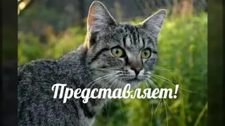 Коты-воители Время нас не лечит, память убивает.