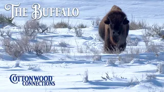 The Buffalo • Cottonwood Connections Season 2 Ep. 5