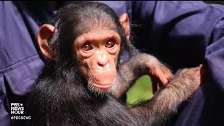 A chimp's cuddly plane trip went viral. The pilot wishes it never had to happen