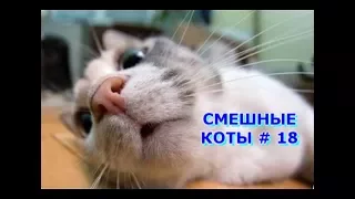 Приколы с кошками и котами #18. Подборка смешных и интересных видео с котиками и кошечками 2017