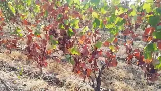 Grapes in 8 year old vineyard destroyed by drought and 40 degree heat in August