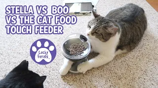 Stella vs Boo vs The Cat Food Touch Feeder * S4 E6 * Do Cats Think?