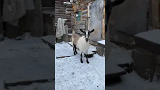 Альпийская коза. Чп