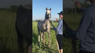 Асп ба фуруш бо хамин номер мурочиат кунад лайка монед +992929661666