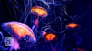 Become Very🥱sleepy, Deep Meditation🙏🏼Music 12HRS. Jellyfish Glows in Neon colors.