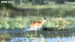 Leaping Lechwe- Nature's Great Events- The Great Salmon Run