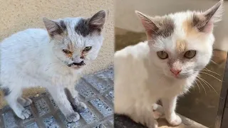 Street Kitten Rescue: Before and After - Save Cat's Life