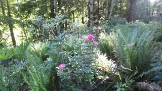 Fern Jungle in Canada