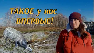 КАК СПАСТИ ПОРОСЯТ - вынужденный забой свиньи при опоросе