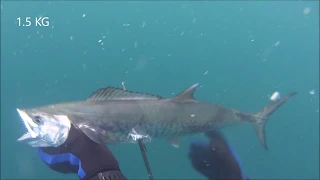 SpearFishing Israel - 2 Spanish mackerel 1.5KG