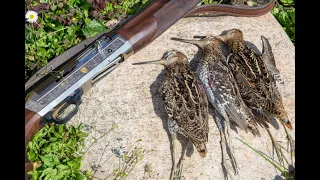 Охота с легавой собакой (hunting with a Pointing-Dogs)