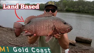 Land Based Mangrove Jack Fishing Gold Coast | Part 2 | LIVE BAITING MULLET