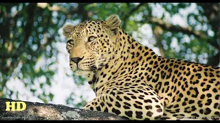 Leopard Documentary 2020 HD - Path of the Hunter | Wild Planet