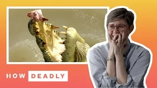 How deadly are saltwater crocodiles in Australia? | REACTION