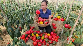 Harvest Bell Peppers Goes to market sell - Cooking & Play with 5 puppies