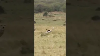 This is the luckiest gazelle ever #cheetah #trending #youtubeshorts