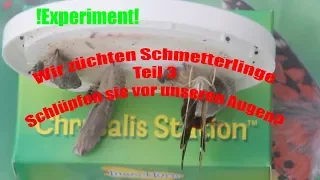 Wir züchten Schmetterlinge Teil 3#Schlüpfen sie vor unseren Augen?/Fütterung (Deutsch/German)