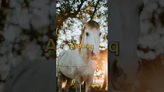 Horses Of Our Prophet Muhammad ﷺ 🕋☪️ #islam #islamic #viral #ytshorts #shorts