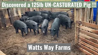 Just Discovered a 125lb UN-CASTURATED Boar in my Herd | This is NOT going to be fun!